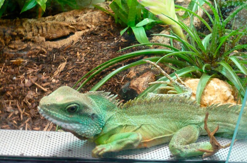 Agamen sind Einzelgänger, deshalb sollte man sie auch alleine halten. Weiteres Bildmaterial finden Sie unter www.br-foto.de. – Bild: BR/​Text und Bild Medienproduktion GmbH & Co. KG