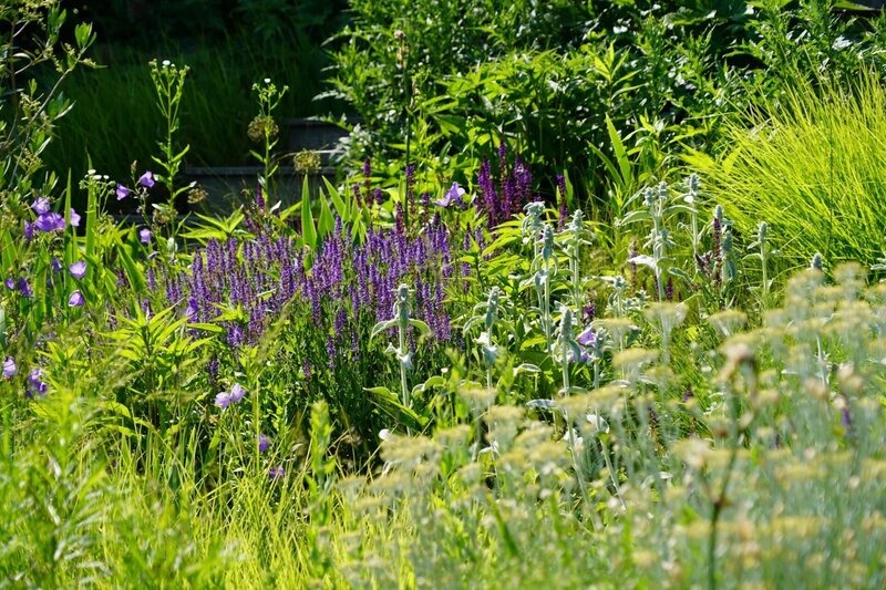 Vom Lotto-Studio in seinen geliebten Garten – „Lotto 6 aus 45“-Moderator und Gartenjournalist Ralph Huber-Blechinger öffnet das Gartentor zu seinem trockenheitsverträglichen Naturgarten im Burgenland. Yuccas, Agaven und winterharte Kakteen gedeihen hier ebenso wie Feigen, Granatapfel, Kaki und viele weitere Exoten. In der Gestaltung hat der Gartenenthusiast viel Wert auf insektenfreundliche Staudenbeete gelegt, die üppig blühen. Knackiges gibt’s aus dem Gemüsegarten. – Bild: Leopold Mayrhofer/​Natur im Garten