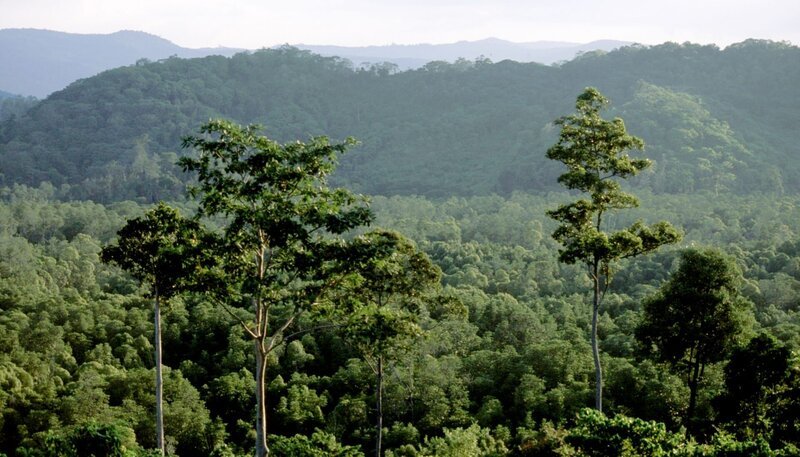 Borneos Urwälder zählen zu den ältesten tropischen Regenwäldern der Erde. – Bild: phoenix/​ZDF/​Natural History New Zeal