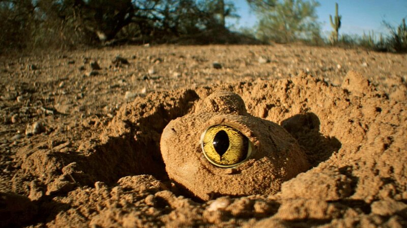 Die Schaufelfußkröte überlebt Phasen großer Trockenheit vergraben in der Erde. – Bild: phoenix/​ZDF/​National Geographic Crea