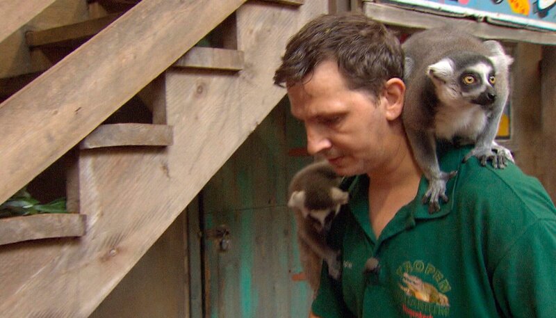 ARD/​NDR LEOPARD, SEEBÄR UND CO., Folge 120, „Futterrunde mit Volker Friedrich“, am Mittwoch (02.05.12) um 16:10 Uhr im ERSTEN. Die Kattas spielen auf ihrem Pfleger Jörg Walter – Bild: NDR