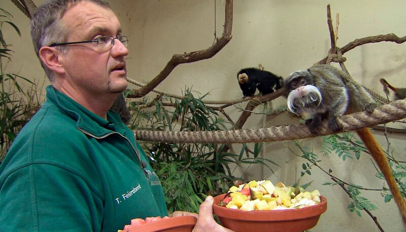 ARD/​NDR LEOPARD, SEEBÄR UND CO., Folge 119, „Honigtag im Tierpark Hagenbeck“, am Montag um 16:10 Uhr im ERSTEN. Thomas Feierabend besucht die neuen Tamarin-Babys. – Bild: NDR