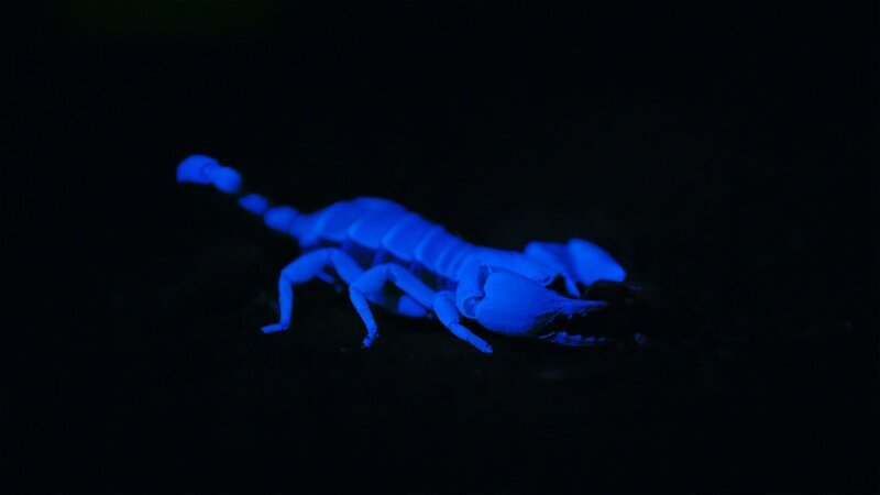 Bei UV-Licht leuchten die Skorpione im Dunkeln. – Bild: SWR/​EIKON Media/​Steffen Bohnert