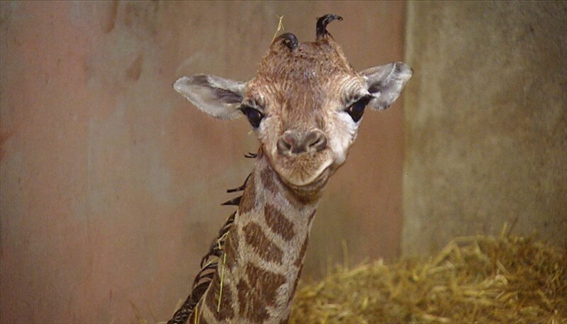 ARD/​NDR LEOPARD, SEEBÄR & CO., FOLGE 121, am Donnerstag (04.04.13) um 16:10 Uhr im ERSTEN. Giraffenbaby Mugambi. – Bild: NDR/​DocLights GmbH