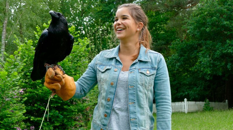 Kolkraben sind die größten Rabenvögel in Deutschland. Weiteres Bildmaterial finden Sie unter www.br-foto.de. – Bild: BR/​TEXT + BILD Medienproduktion