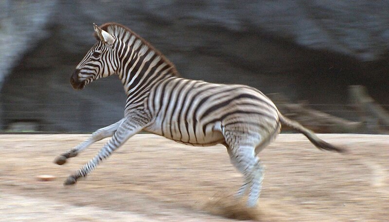 Das Zebra rennt davon. – Bild: NDR
