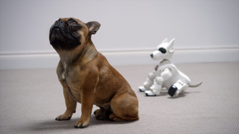 Eine französische Bulldogge bei einem Experiment mit einem Roboterhund. – Bild: BBC/​Oxford Scientific Films