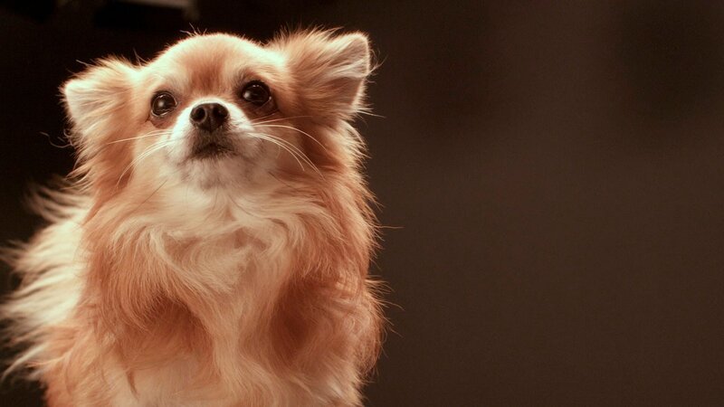 Capers the Chihuahua. – Bild: Oxford Scientific Films Ltd