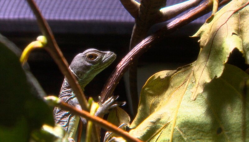 ARD/​NDR LEOPARD, SEEBÄR UND CO., Folge 118, „Spielzeug für die Nilkrokodile“, am Freitag um 16:10 Uhr im ERSTEN. Der Nachwuchs von den Basilisken ist wachsam. – Bild: NDR