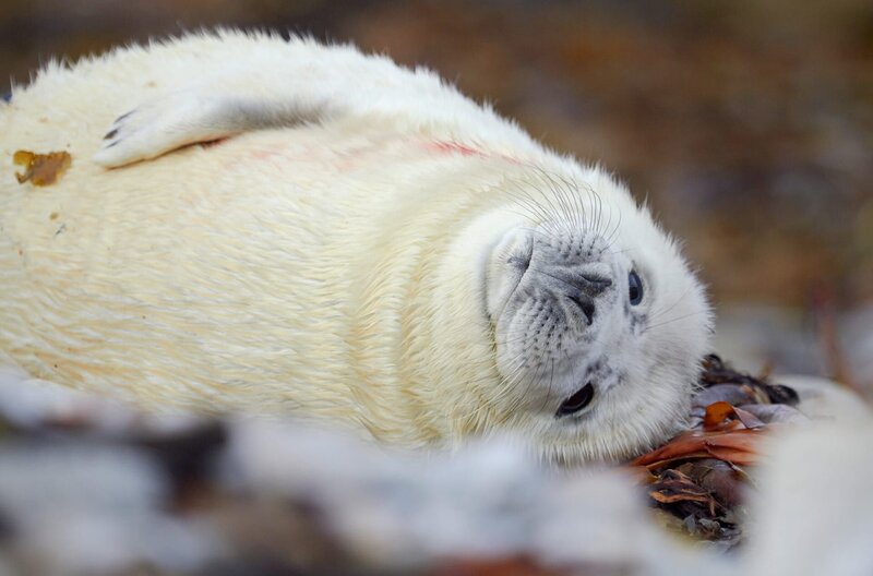 Ein Kegelrobbenwelpe am Sandstrand einer Brutkolonie auf den Monach Islands, Schottland – Bild: Maramedia