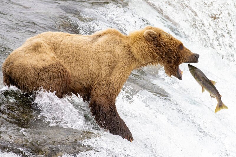 Grizzly fängt springenden Lachs im Fluss – Bild: ServusTV /​ Bilderfest /​ Terra Mater Studios GmbH, Getty Images, Rebecca Harding