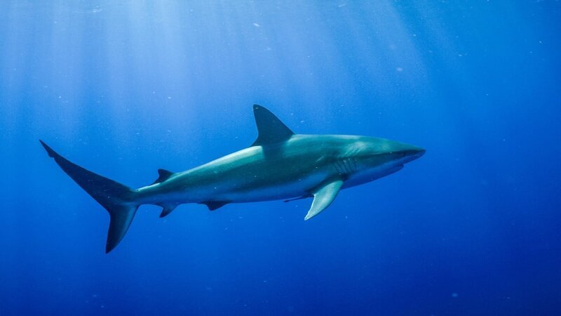  Hai im tiefblauen Wasser. – Bild: ORF/​Crossing the Line Productions