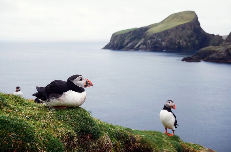 Eine Gruppe von Papageientauchern auf Fair Isle, Schottland – Bild: Maramedia