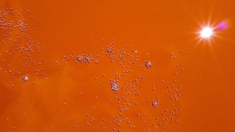 Flugaufnahme: Flamingos im Laguna Colorada (Bolivien). – Bild: ORF/Light and Shadow/Christian Baumeister Flugaufnahme: Flamingos im Laguna Colorada (Bolivien). – Bild: ORF/Light and Shadow/Christian Baumeister