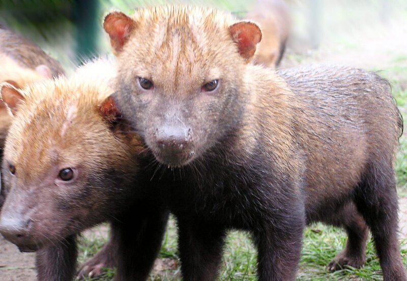 Zwei Jungtiere des seltenen südamerikanischen Waldhundes, ca. 6 Monate alt. – Bild: ORF/​BR