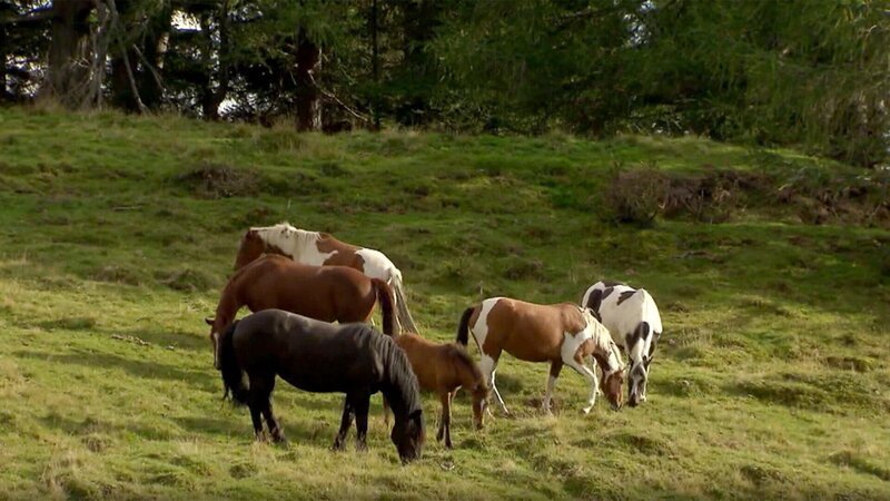 Pferde von Dagmar Richter. – Bild: ORF