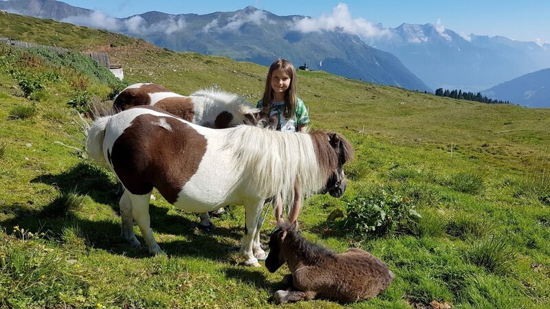 Ponys und ihre Besitzerin auf der Gampernun Alm. – Bild: ORF/ORF III/Toni Silberberger Ponys und ihre Besitzerin auf der Gampernun Alm. – Bild: ORF/ORF III/Toni Silberberger