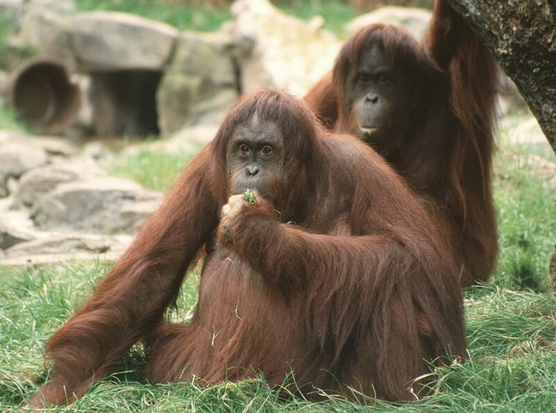 Die Orang-Utans Cheemo (vorn) und Jakowina sind immer noch ganz überwältigt von den Eindrücken in ihrem neuen „Paradies“. – Bild: WDR/​Anna-Katrin Struck