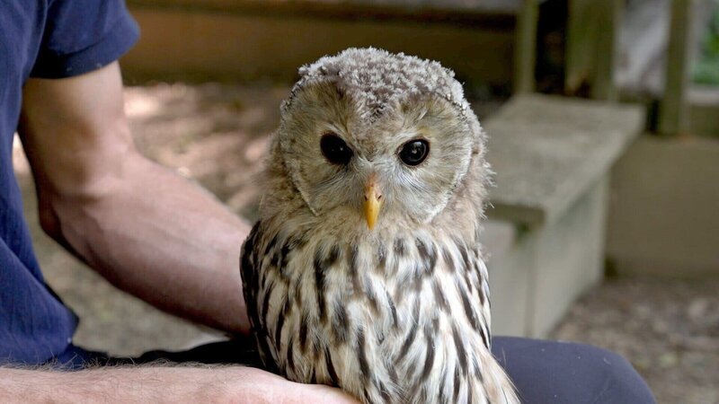 Wildtierökologe Richard Zink mit Habichtskauz-Jungvogel. Richard Zink und seinem Team gelang die Wiederansiedlung von Habichtskäuzen, der größten, in unseren Wäldern lebenden Eulenart. – Bild: 3sat Wildtierökologe Richard Zink mit Habichtskauz-Jungvogel. Richard Zink und seinem Team gelang die Wiederansiedlung von Habichtskäuzen, der größten, in unseren Wäldern lebenden Eulenart. – Bild: 3sat