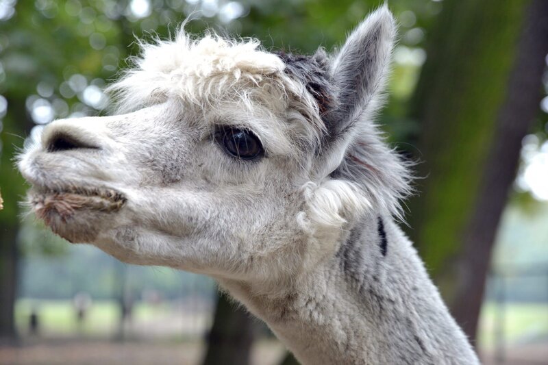 Der Alpakahengst Orlando im Tierpark Berlin. – Bild: rbb/​Thomas Ernst