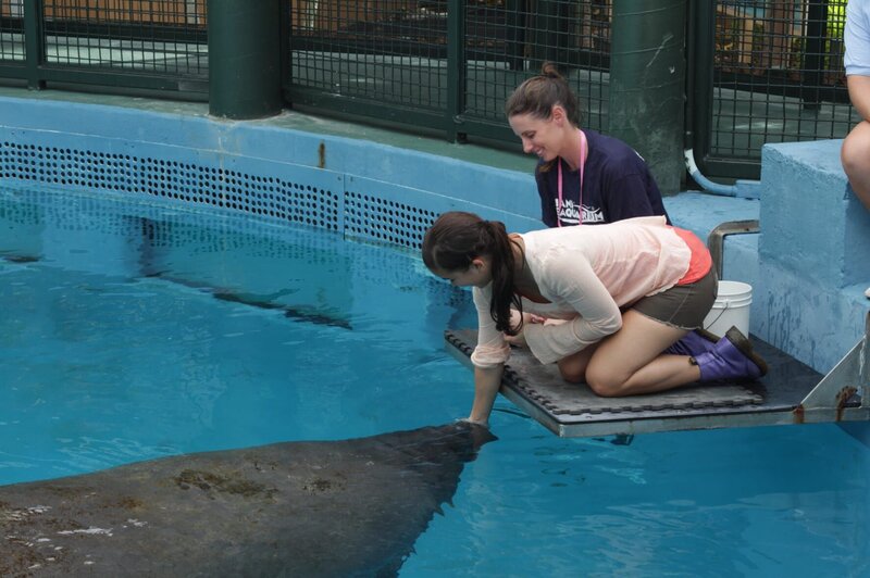 Eine Seekuh frisst Anna aus der Hand. Die Meeressäuger ernähren sich rein pflanzlich. – Bild: BR/​TEXT + BILD Medienproduktion GmbH & Co. KG/​Karl Teuschl