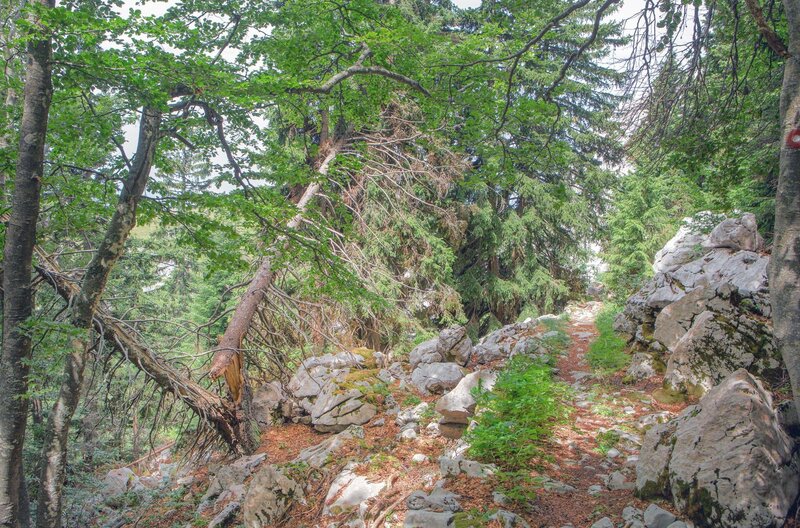 Der Premuziceva staza ist ein Fernwanderweg durch den Norden des Velebit-Gebirges, der rund 57 Kilometer auf immer derselben Höhe die Berge entlang durch die wildesten und unzugänglichsten Orte führt. – Bild: Torben Müller/​Vincent Productions
