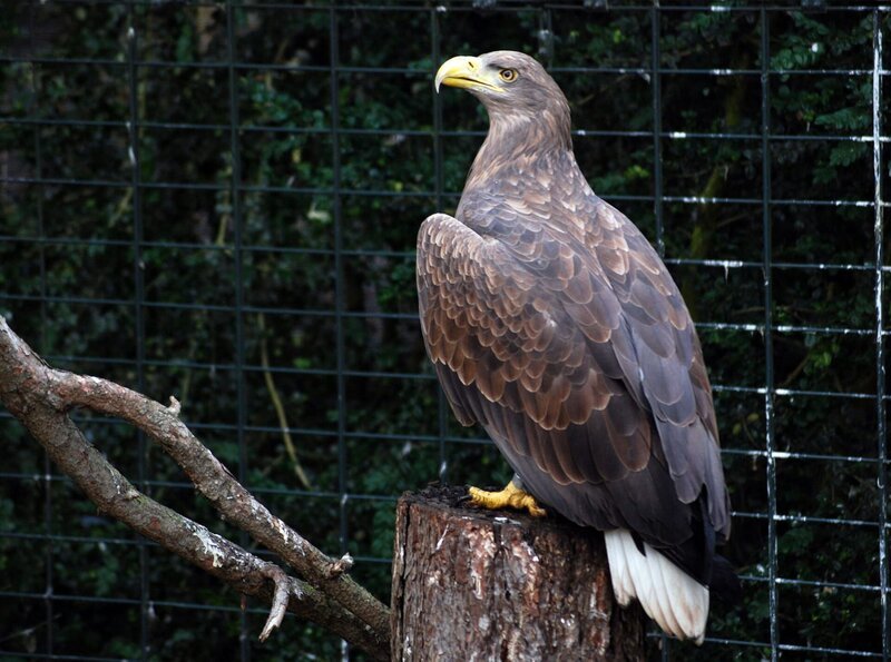 Das amerikanische Wappentier: Der Seeadler. Im Gehege geht es hoch her: Der Horst soll renoviert werden und das passt den stolzen Tieren gar nicht. – Bild: BR/​SWR/​Frieder Bundt