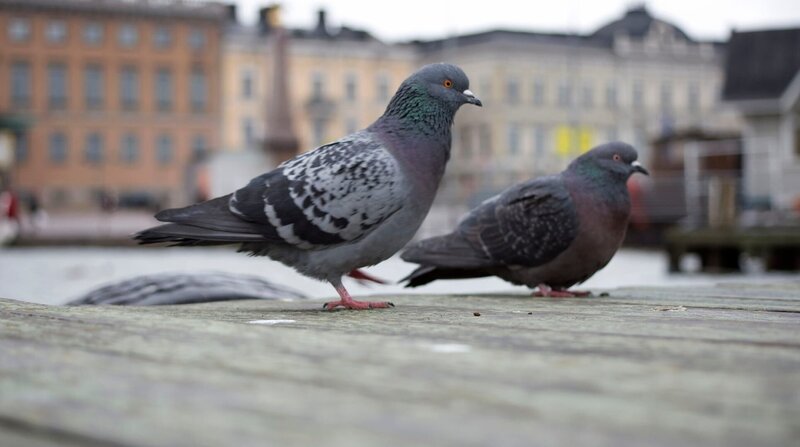 Ein Taubenpaar lebt ein Leben lang zusammen. – Bild: BR/​Angelika Sigl