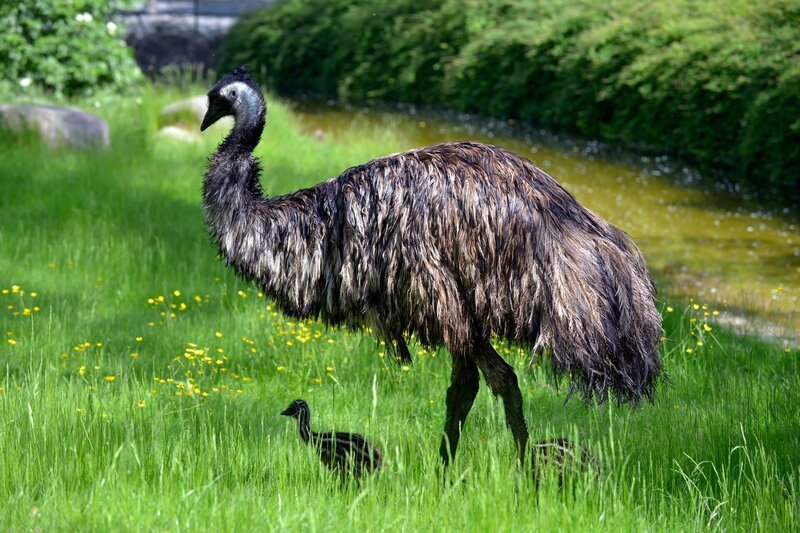 Emu mit Küken im Zoo Berlin. – Bild: rbb/​Thomas Ernst