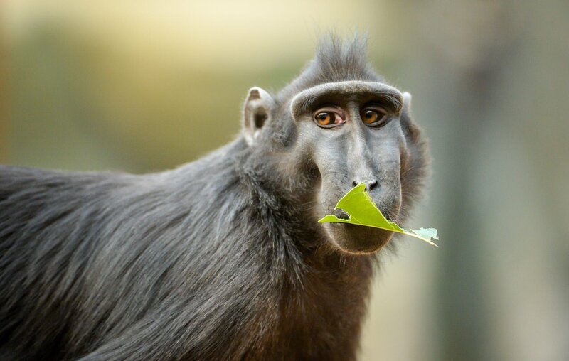 Schopfmakak. – Bild: ORF/​Universal/​Steve Rawlins