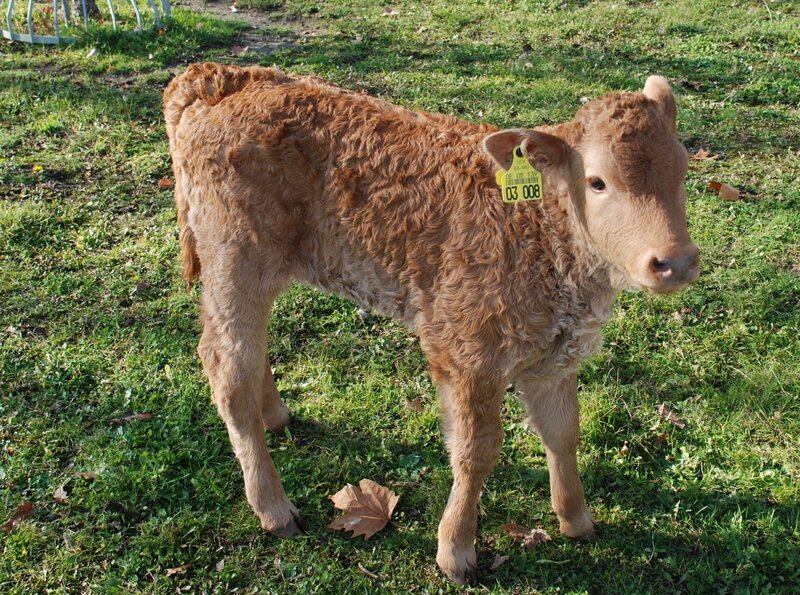 Ein Kälbchen auf dem Schaubauernhof der Stuttgarter Wilhelma. Was der Alltag dort mit einem echten Bauernhof gemein hat. – Bild: BR/​SWR/​Frieder Bundt