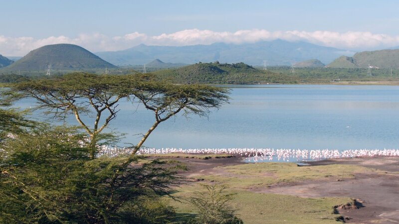 Flamingos im Elementaitasee (Kenia). – Bild: Off The Fence /​ ORF /​ James Bishop/​Barnaby Johnson