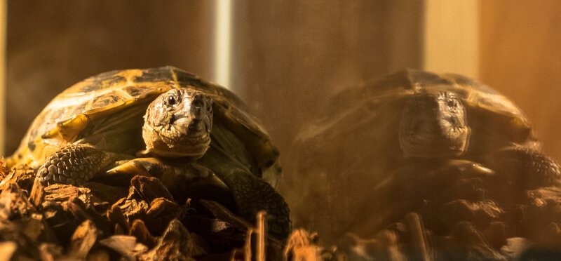 Sherlocks Schildkröte Clyde … – Bild: CBS Television