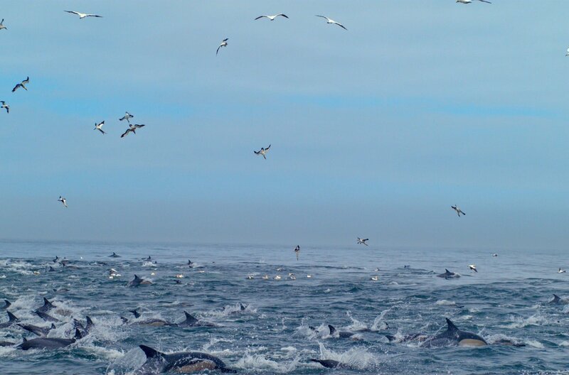 Kaptölpel und Delfine verbünden sich in einem spektakulären Zusammenspiel, um ihre Beute zu fangen. – Bild: ARTE/​ZED