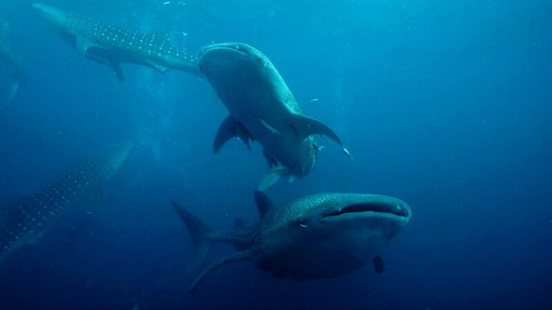 Delfine kommunizieren, um sich bei der Jagd abzustimmen. Große Tümmler können sogar stranden, um Beute zu machen. – Bild: ZDF und Content Mint Pty Ltd.