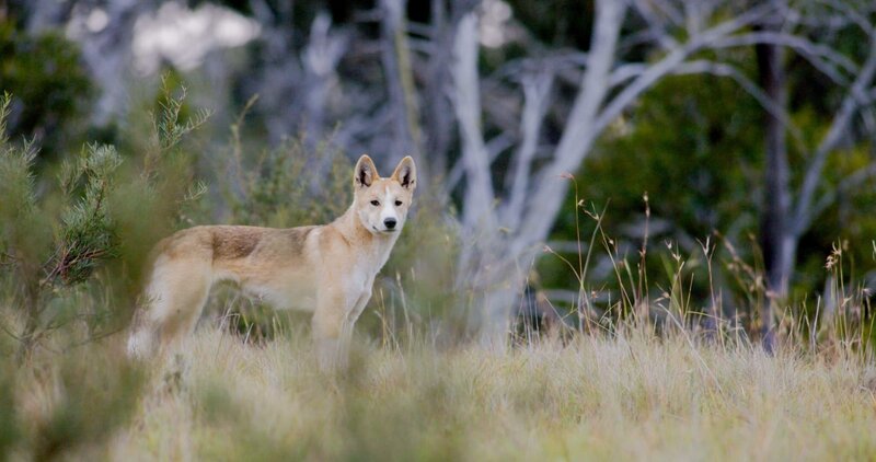 Dingos sind Langstreckenläufer und können ihre Beute kilometerweit verfolgen. – Bild: ORF/​ZDF/​Content Mint Pty Ltd.