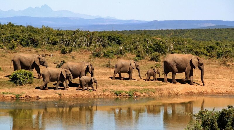 Elephants, Africa – Bild: CC0
