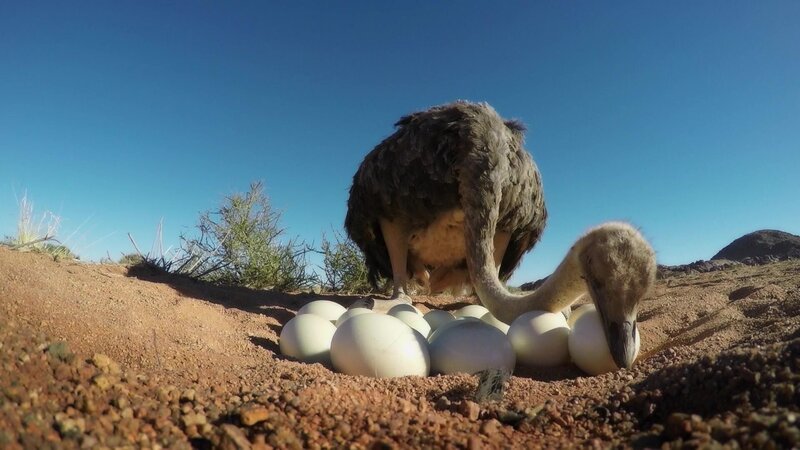 Der Strauß - Zum Laufen geboren – Bild: RTL