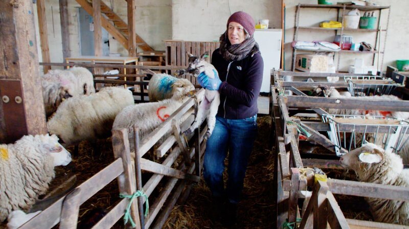 Lämmer anzufassen, traut Heidi sich anfangs nur mit Handschuhen. – Bild: NDR/​Dörte Nielsen