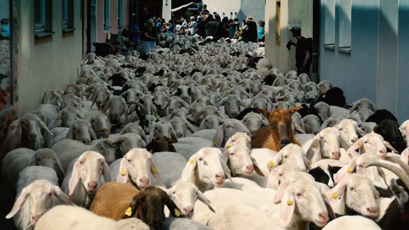 Lammauftrieb Mörnsheim. – Bild: BR/​megaherz GmbH/​Pascal Hoffmann