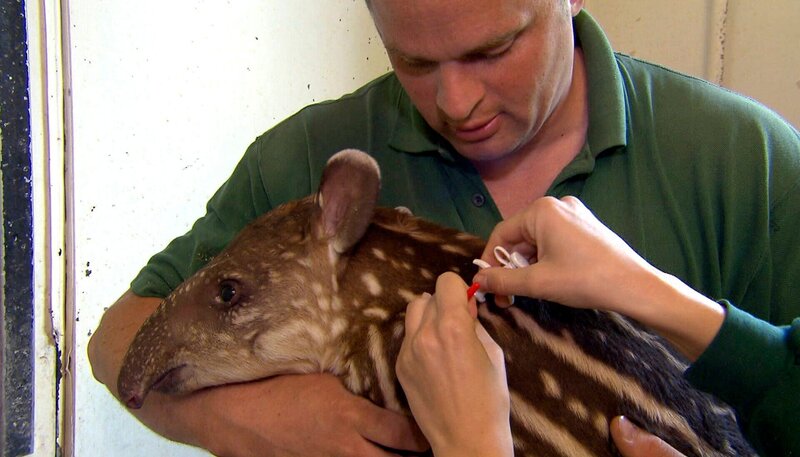 ARD/​NDR LEOPARD, SEEBÄR & CO., FOLGE 124, am Dienstag um 16:10 Uhr im ERSTEN. Tierpfleger Thomas Guenther mit Tapirbaby Parima bei der Impfung. – Bild: NDR/​DocLights GmbH