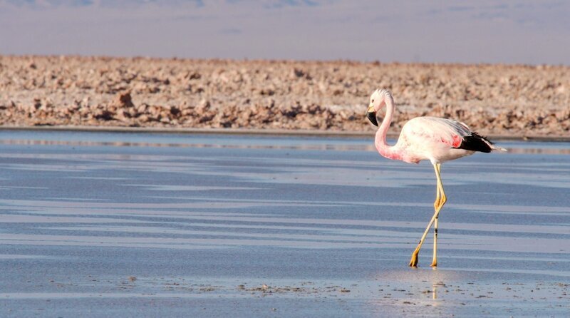 Flamingos im Salzsee Salar de Atacama. Der viertgrößte Salzsee der Erde befindet sich nahe der Oase San Pedro de Atacama in der Atacama-Wüste im Norden Chiles. – Bild: ORF/Autentic/Prospect TV/Jürgen Hansen Flamingos im Salzsee Salar de Atacama. Der viertgrößte Salzsee der Erde befindet sich nahe der Oase San Pedro de Atacama in der Atacama-Wüste im Norden Chiles. – Bild: ORF/Autentic/Prospect TV/Jürgen Hansen
