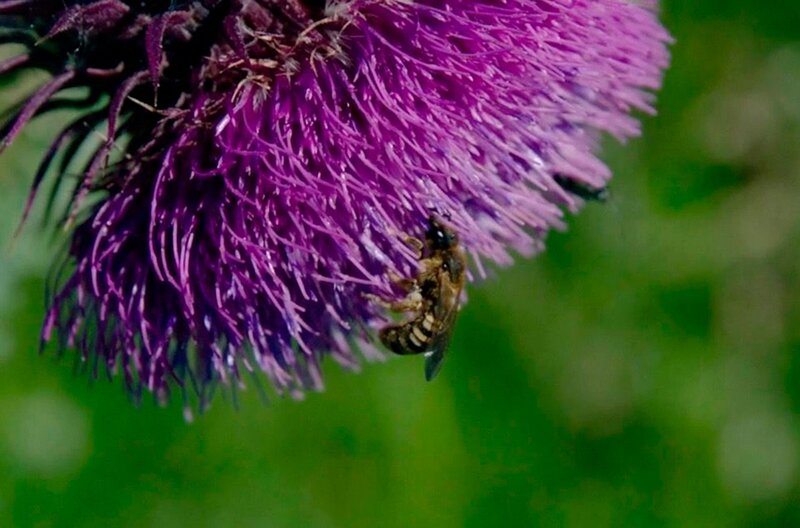 Eine Wildbiene beim Pollensammeln. Weiteres Bildmaterial finden Sie unter www.br-foto.de. – Bild: MDR/​BR/​Christoph Castor