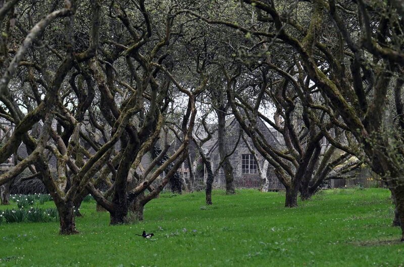 Im 19. Jahrhundert entstanden, ist das neuzeitliche Druidentum in Irland weit mehr als eine New-Age-Praxis. Neben dem katholischen Glauben hat es der Nation geholfen, sich vom englischen Kolonialismus zu befreien. – Bild: Elephant Doc