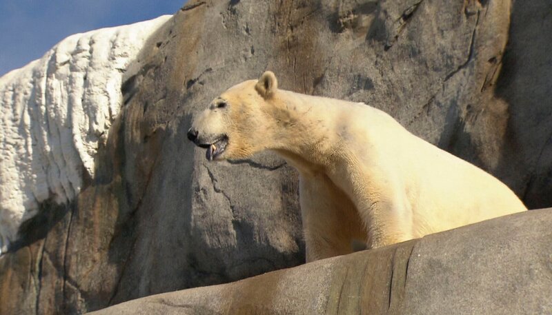 ARD/​NDR LEOPARD, SEEBÄR & CO., FOLGE 123, am Montag um 16:10 Uhr im ERSTEN. Eisbaer Blizzard erklimmt den Gipfel im Eismeer. – Bild: NDR/​DocLights GmbH