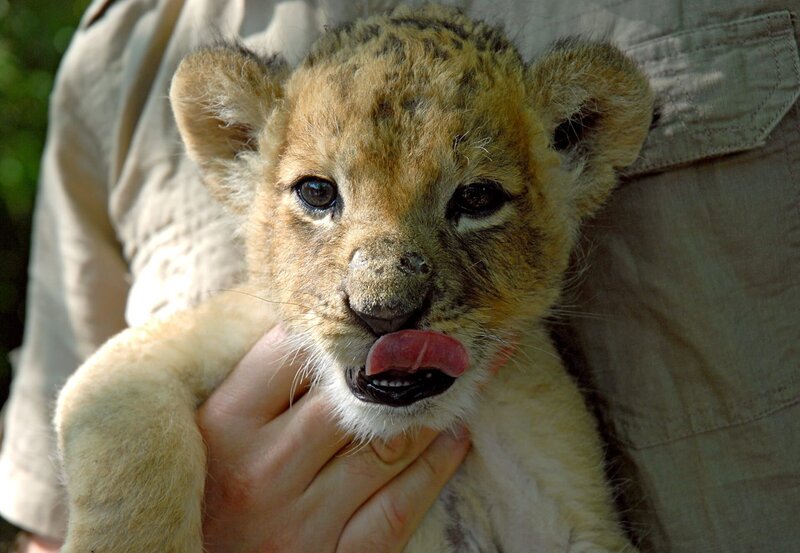 Löwenbaby Leonce. – Bild: BR/​ARD/​Christa Köfer