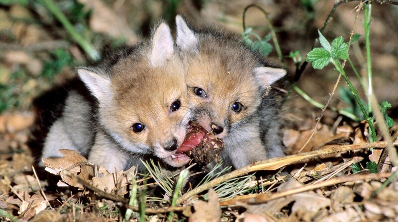 Bild: MDR/​NDR/​telekine/​Friedheim Richt /​ ZDF