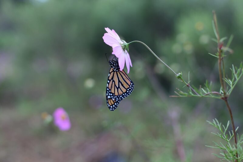 Michoacan, MEXICO – A Monarch butterfly rests on a flower in Michoacán, Mexico. Every November, millions of monarch butterflies arrive, having traveled thousands of miles to overwinter in the humid forests of Mexico. The time of their arrival coincides with the Mexican holiday Day of the Dead and the people of Michoacán believe the butterflies are the souls of deceased loved ones returning home. – Bild: National Geographic