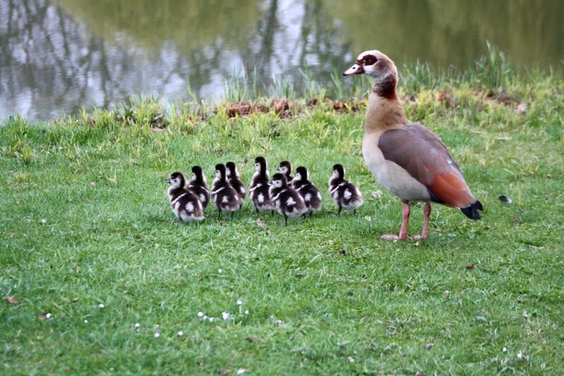 Nilgänse sind laut, verdrecken alles und stehen im Verdacht, einheimische Arten zu verdrängen. Städte sind überfordert, Jäger und Naturschützer streiten über wirksame Maßnahmen. – Bild: Gabriele Rohde /​ ZDF