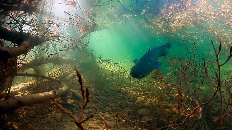 Der Naturpark Lonjsko Polje in Kroatien ist ein 50.000 Hektar großes Auengebiet in der Posavina-Region zwischen dem Fluss Save und dem Gebirge Moslavačka gora. Ein Wels im überschwemmten Auengebiet. – Bild: WDR/Teschefilm Der Naturpark Lonjsko Polje in Kroatien ist ein 50.000 Hektar großes Auengebiet in der Posavina-Region zwischen dem Fluss Save und dem Gebirge Moslavačka gora. Ein Wels im überschwemmten Auengebiet. – Bild: WDR/Teschefilm